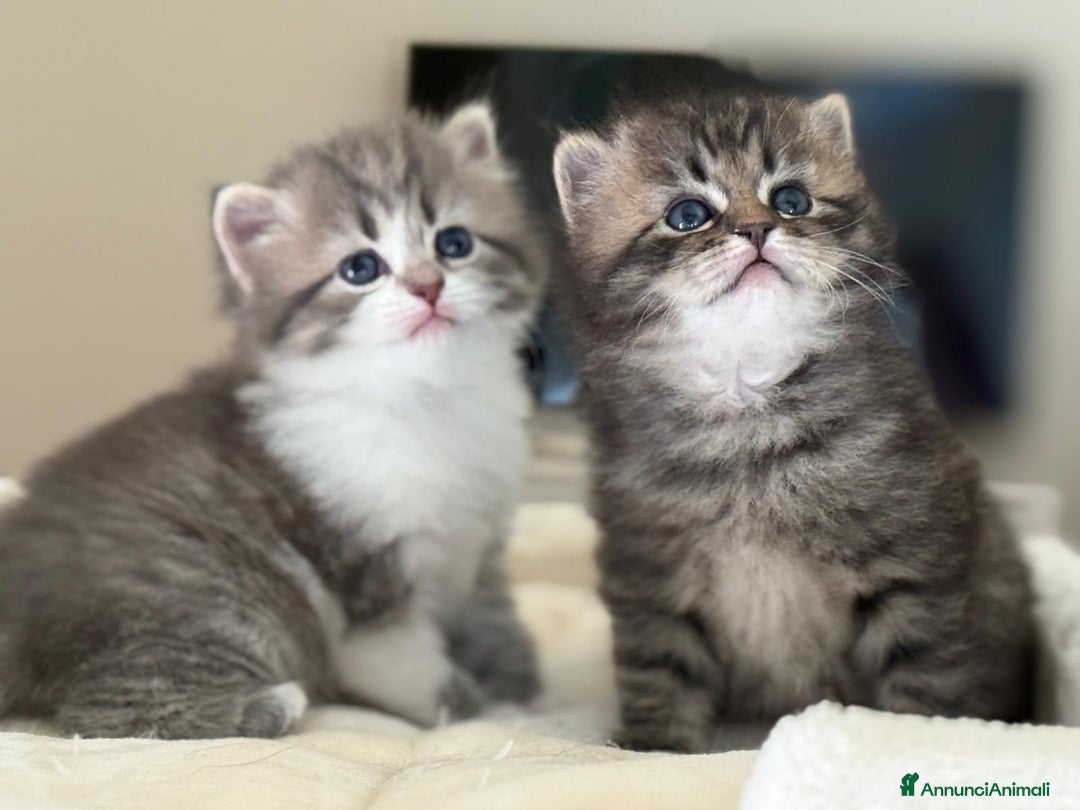 Siberiano gatti in vendita: Gattini siberiani e neva masquerade  - Immagine 1