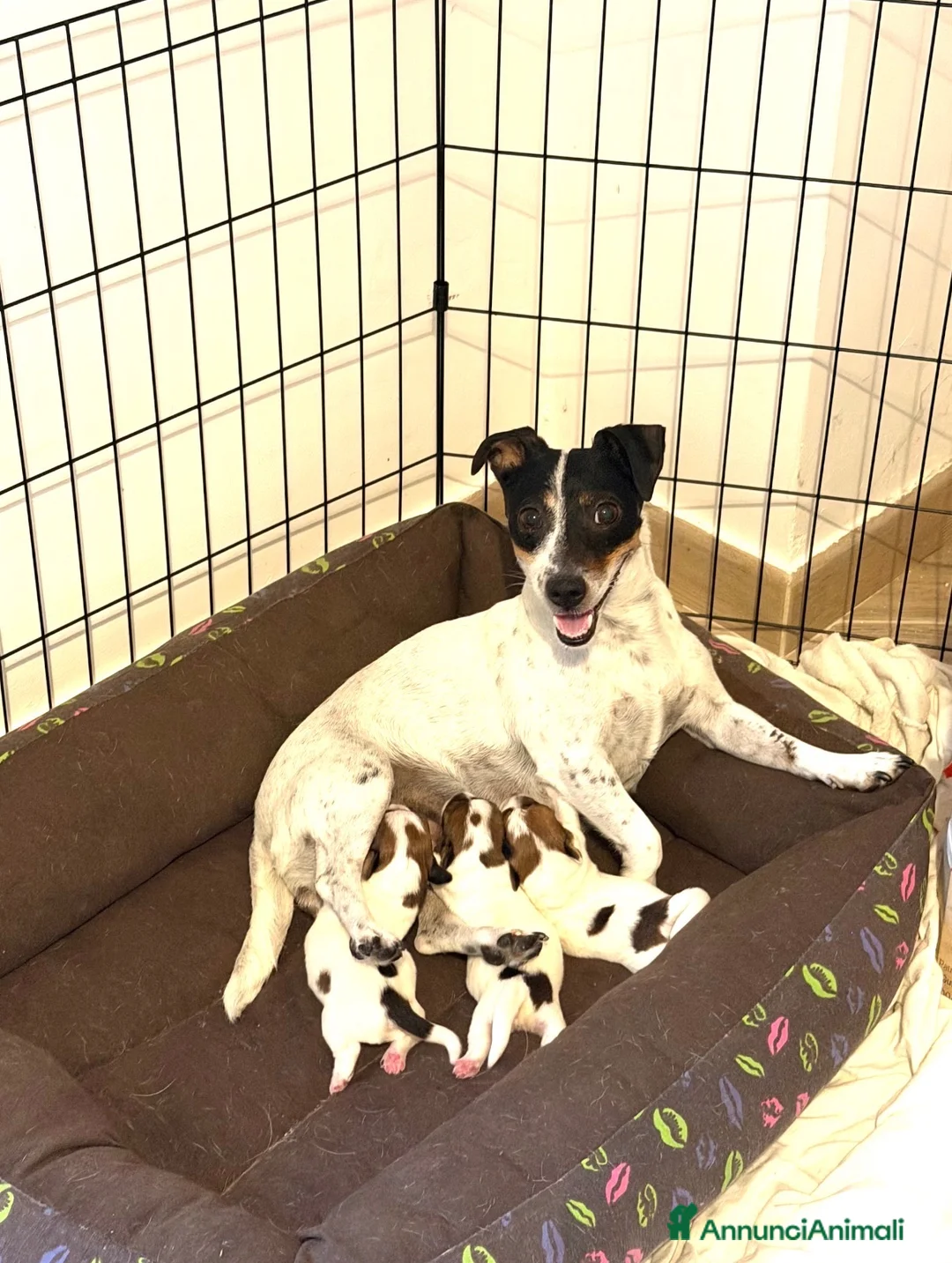 Jack Russell cani in vendita: Cuccioli di Jack Russel Terrier con pedigree ENCI - Annuncio 2