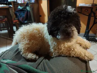 Lagotto cani Cucciolo di Lagotto Romagnolo - Annuncio 13