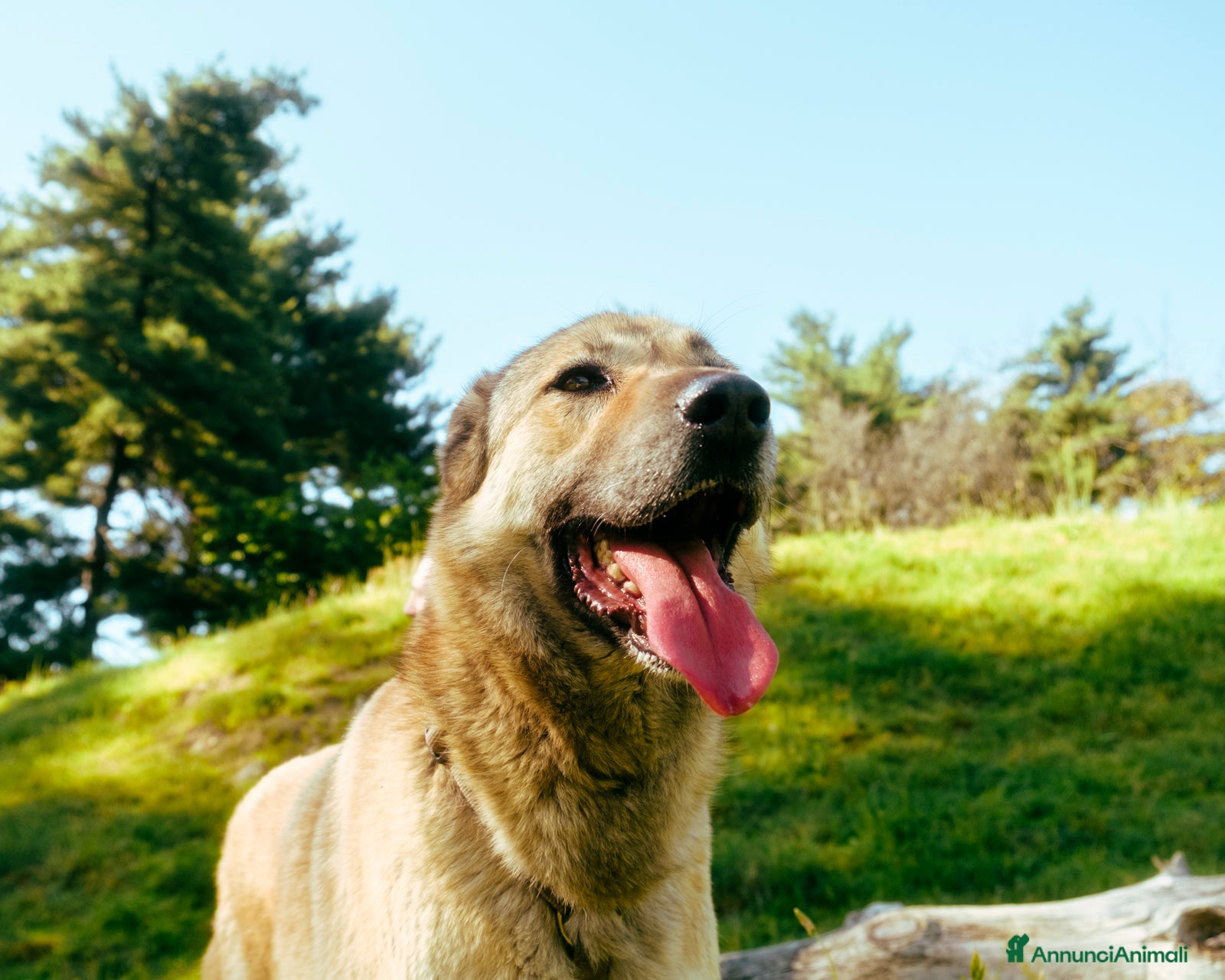 Meticcio cani in regalo: Whisky, un tenerissimo meticcio  - Annuncio 3
