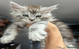 Maine Coon gatti in vendita: Cuccioli Maine coon a Provincia di Cremona - Immagine 6