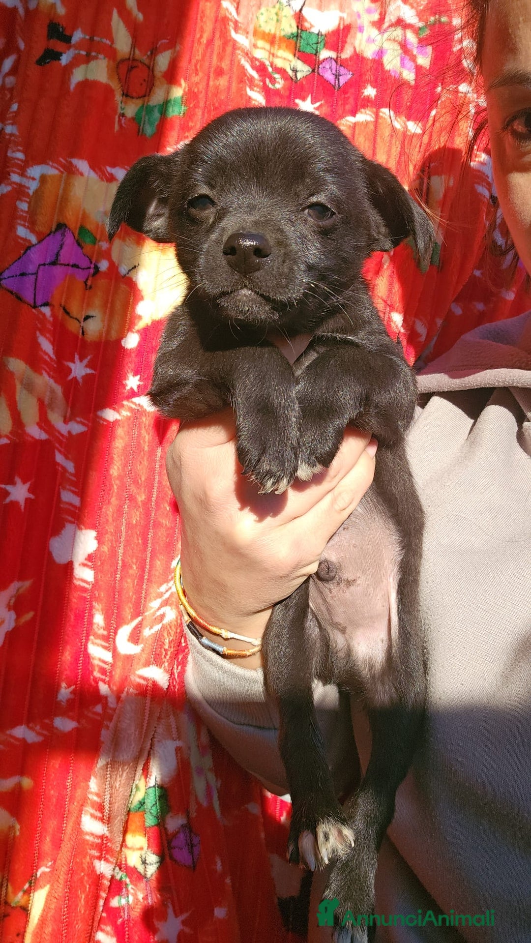 Meticcio cani in regalo: Tramezzino: 2 mesi taglia piccola  - Annuncio 1