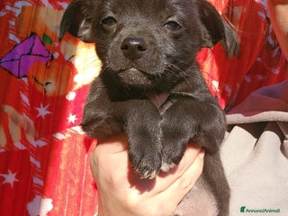 Meticcio cani Tramezzino: 2 mesi taglia piccola - Annuncio 2