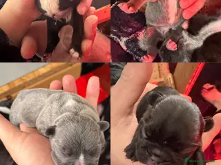 Bulldog Francese cani CUCCIOLI BULLDOG FRANCESE - Annuncio 6