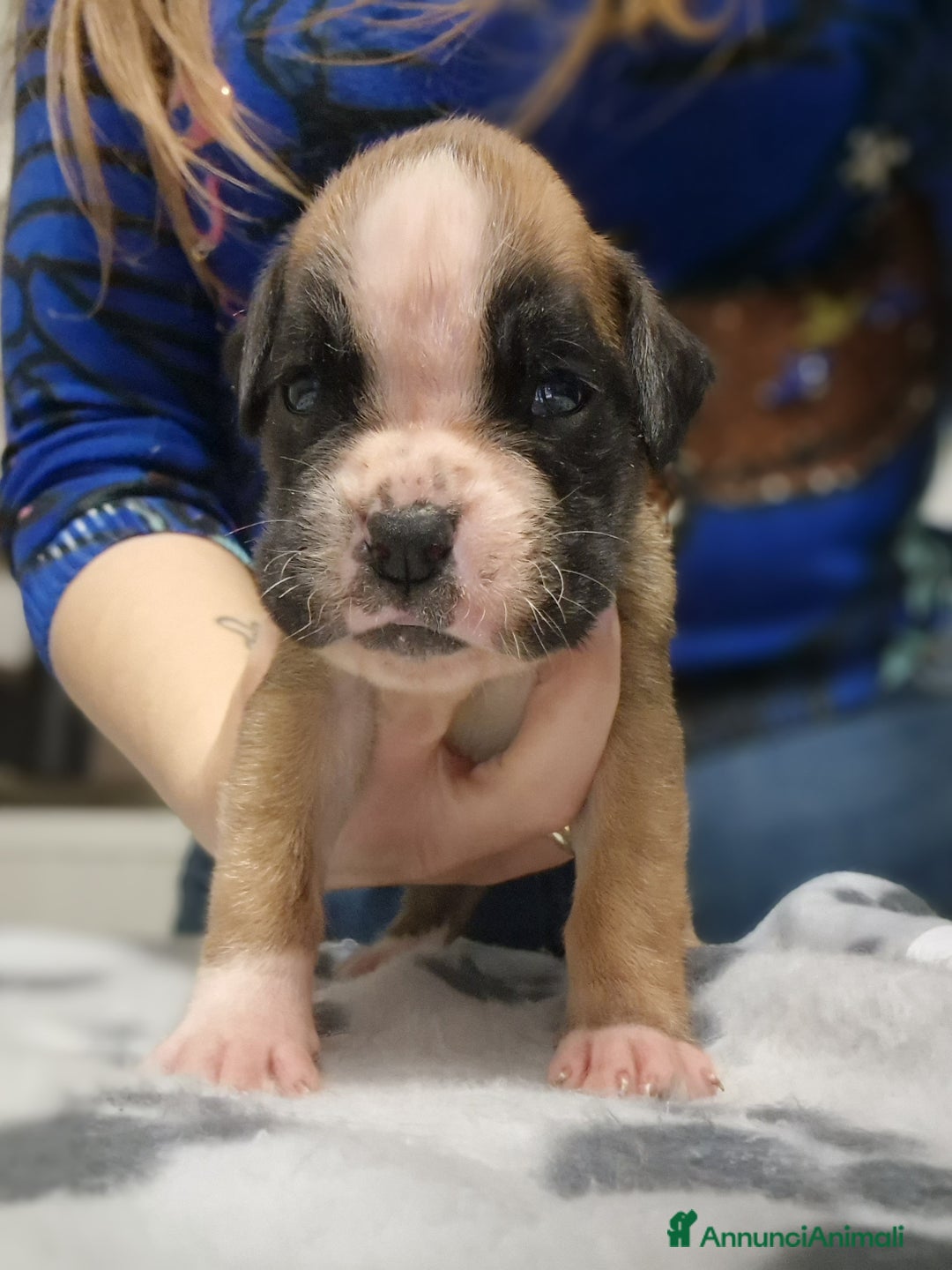 Boxer cani in vendita: Boxer cuccioli con pedigree - Annuncio 7