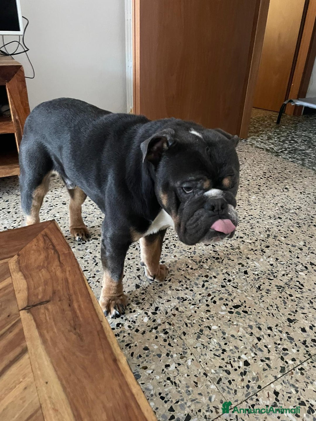 Meticcio cani in vendita: bulldog inglese senza pedigree - Annuncio 3