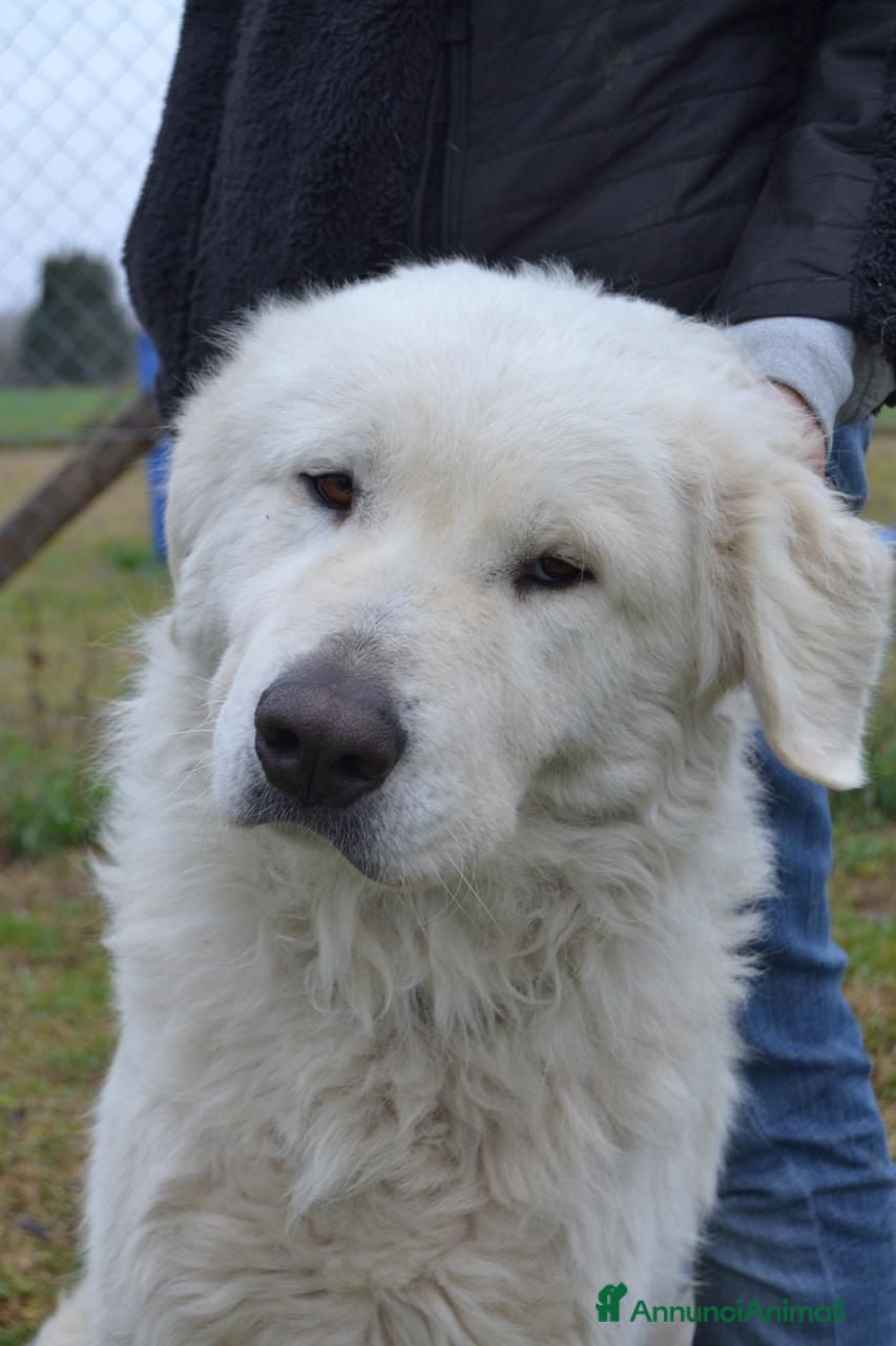 Pastore Abbruzzese Maremmano cani in regalo: Strepitoso Zeus  a Provincia di Viterbo - Annuncio 2
