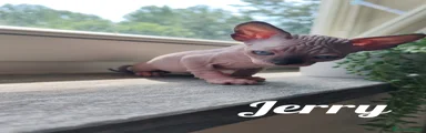 Jerry