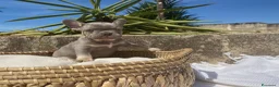 Bulldog Francese cani in vendita: Splendidi cuccioli Bulldog Francese a Provincia di Taranto - Annuncio 8