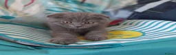 Scottish gatti in vendita: Cuccioli Scottish fold e Scottish straight  - Annuncio 3