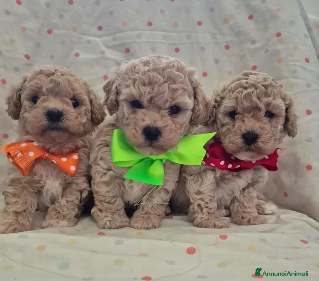 Maltipoo cani in vendita: Adorabili cuccioli di Maltipoo a Provincia di Padova - Annuncio 2