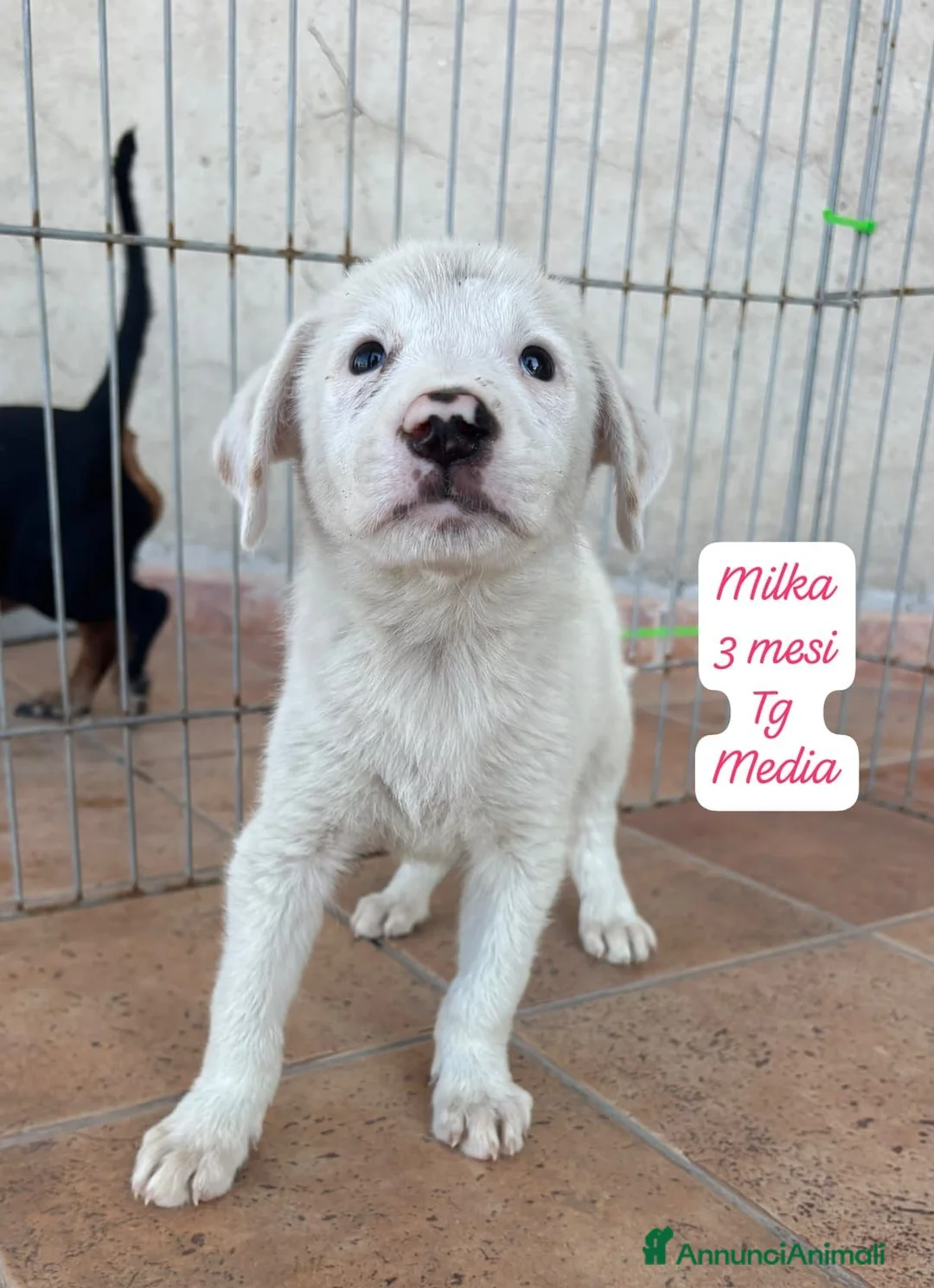 Meticcio cani in regalo: Trovatelli cercano urgentemente casa a Provincia di Monza e della Brianza - Annuncio 11