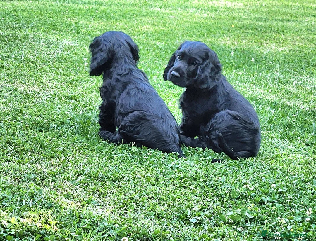 Cocker cani in vendita: Cuccioli di Cocker - Annuncio 1