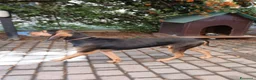 Segugio cani in regalo: Cane segugio  - Annuncio 5