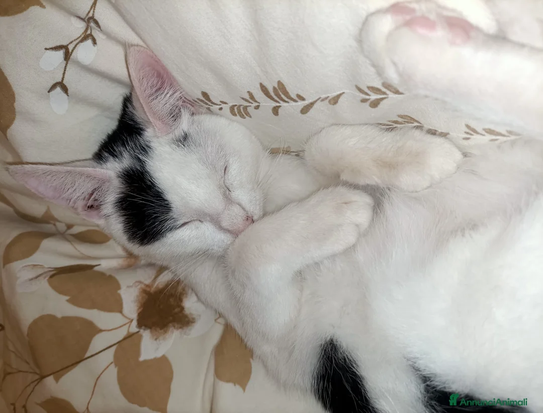 Meticcio gatti in regalo: DOLCISSIMO GATTINO - Annuncio 1