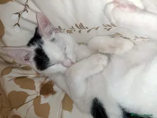 Meticcio gatti DOLCISSIMO GATTINO - Annuncio 25