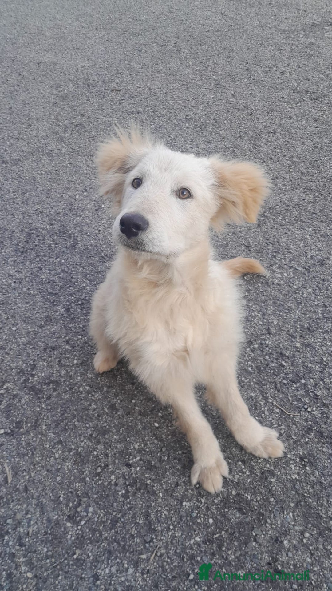 Meticcio cani in regalo: UNA MAMMA PER AKY  - Annuncio 2