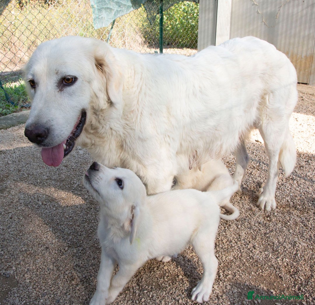 Meticcio cani in regalo: IL DOLCISSIMO LUCKY a Provincia di Pistoia - Annuncio 9