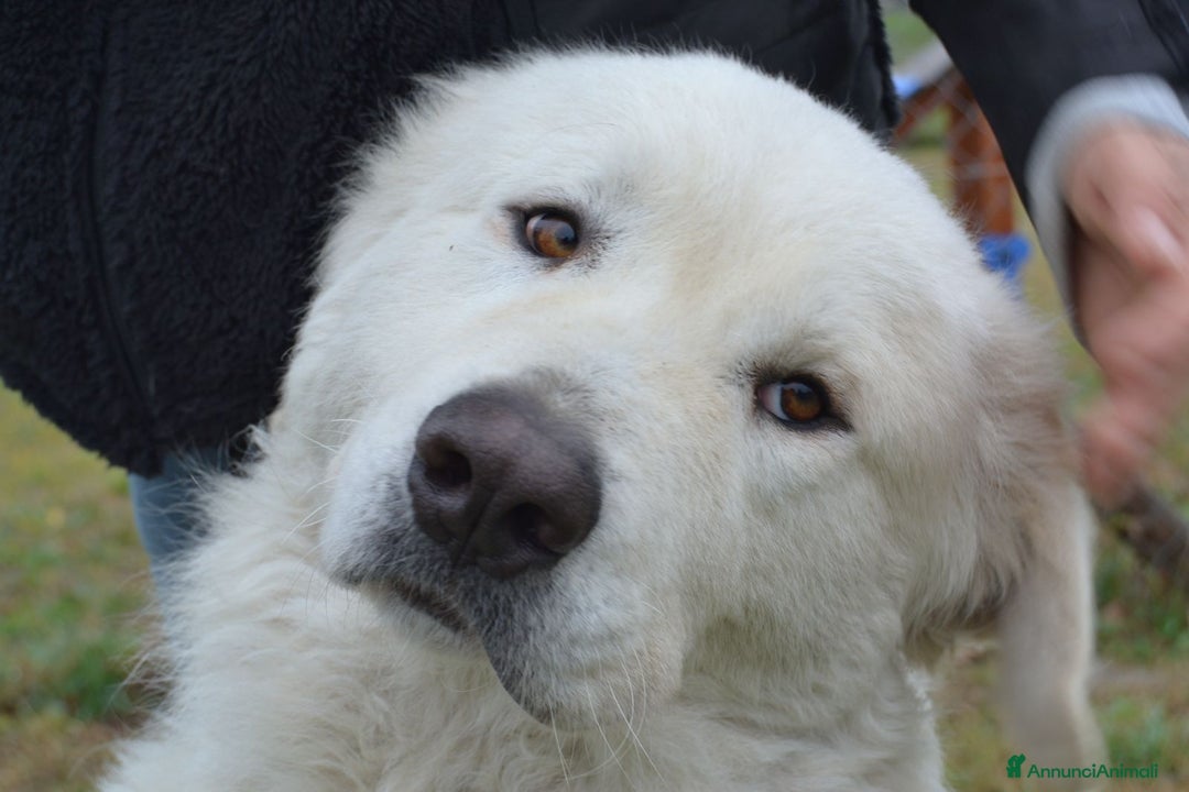 Pastore Maremmano cani in regalo: Strepitoso Zeus  a Provincia di Viterbo - Annuncio 1