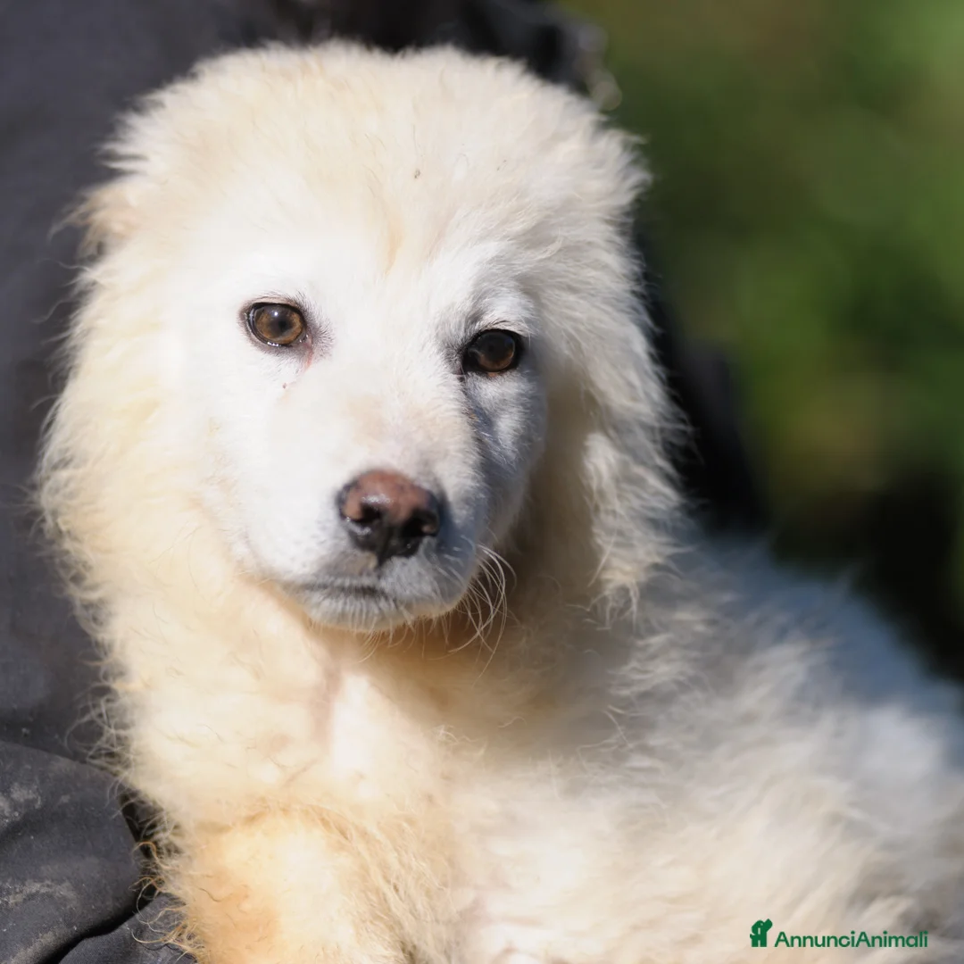Meticcio cani in regalo: ADALGISA - Annuncio 2