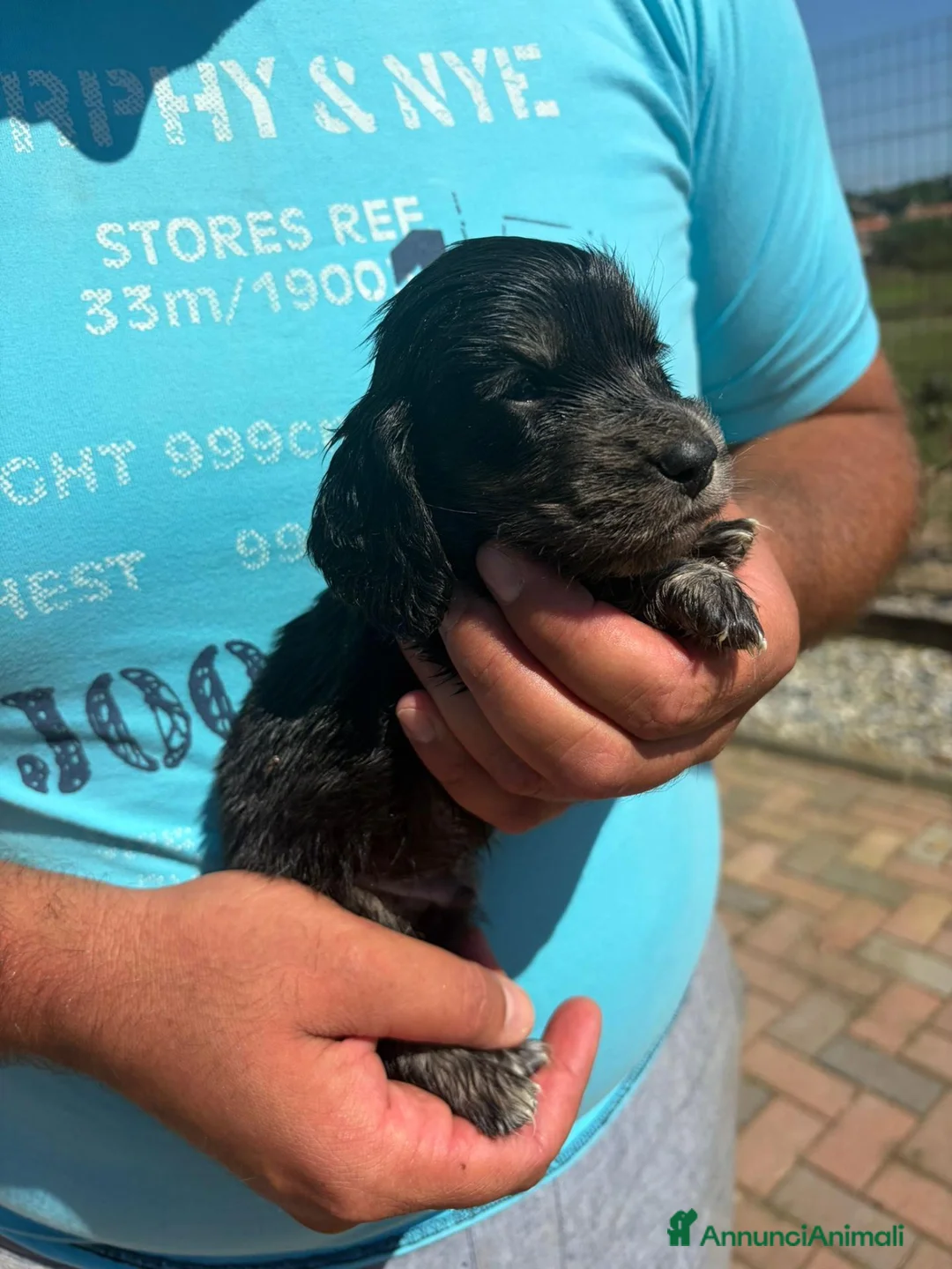 Bassotto Nano cani in vendita: Bassotto pelo lungo  - Annuncio 3