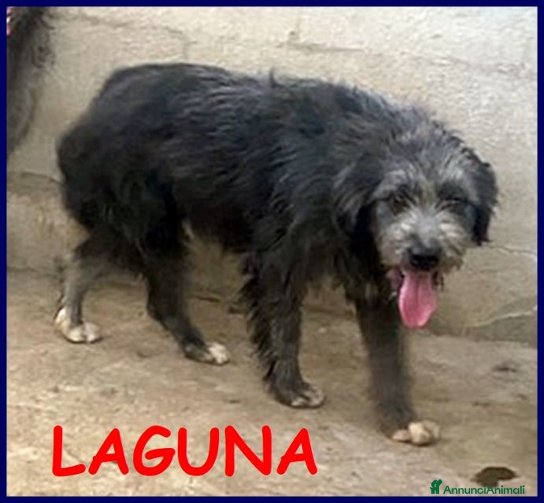 Altre razze cani in regalo: LAGUNA giovane tg media - Annuncio 2