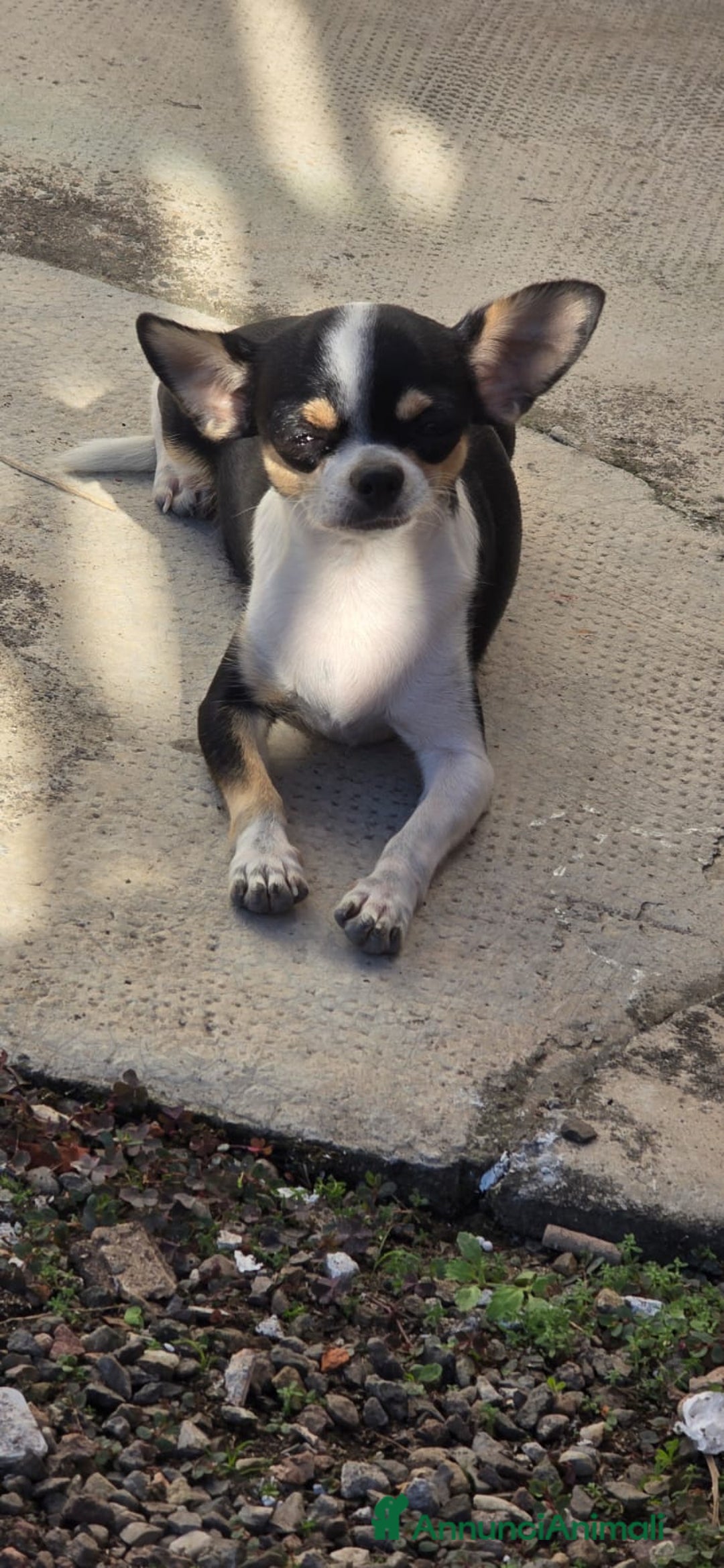 Chihuahua cani in vendita: Ultimo maschietto di chihuahua - Annuncio 7