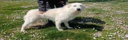 Meticcio cani in regalo: ROBERTA PAROLA D'ORDINE ALLEGRIA..IN ADOZIONE - Annuncio 4