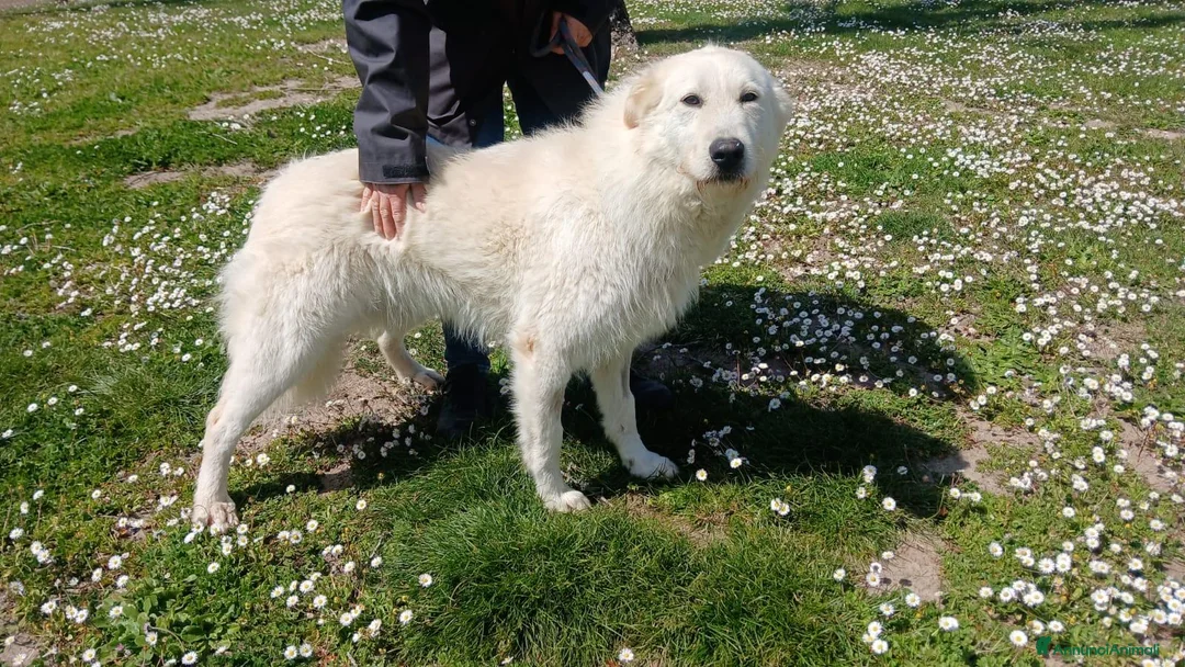 Meticcio cani in regalo: ROBERTA PAROLA D'ORDINE ALLEGRIA..IN ADOZIONE - Annuncio 4