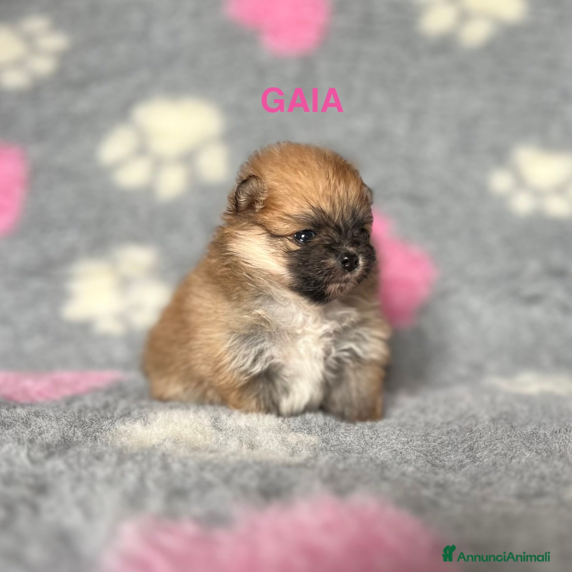 Volpino Pomerania cani CUCCIOLE POMERANIA CON PEDIGREE ENCI - Annuncio 1
