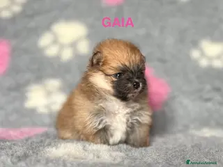 Volpino Pomerania cani CUCCIOLE POMERANIA CON PEDIGREE ENCI - Annuncio 1