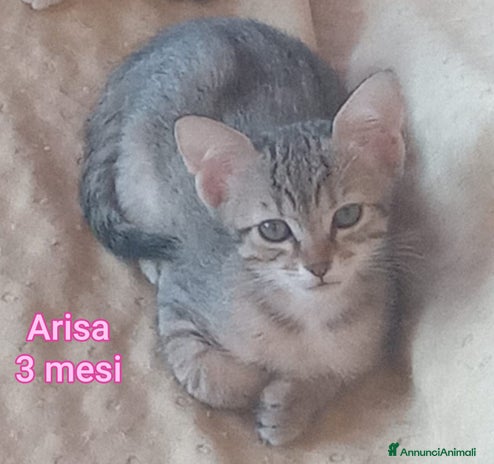 Europeo gatti - Annuncio 18