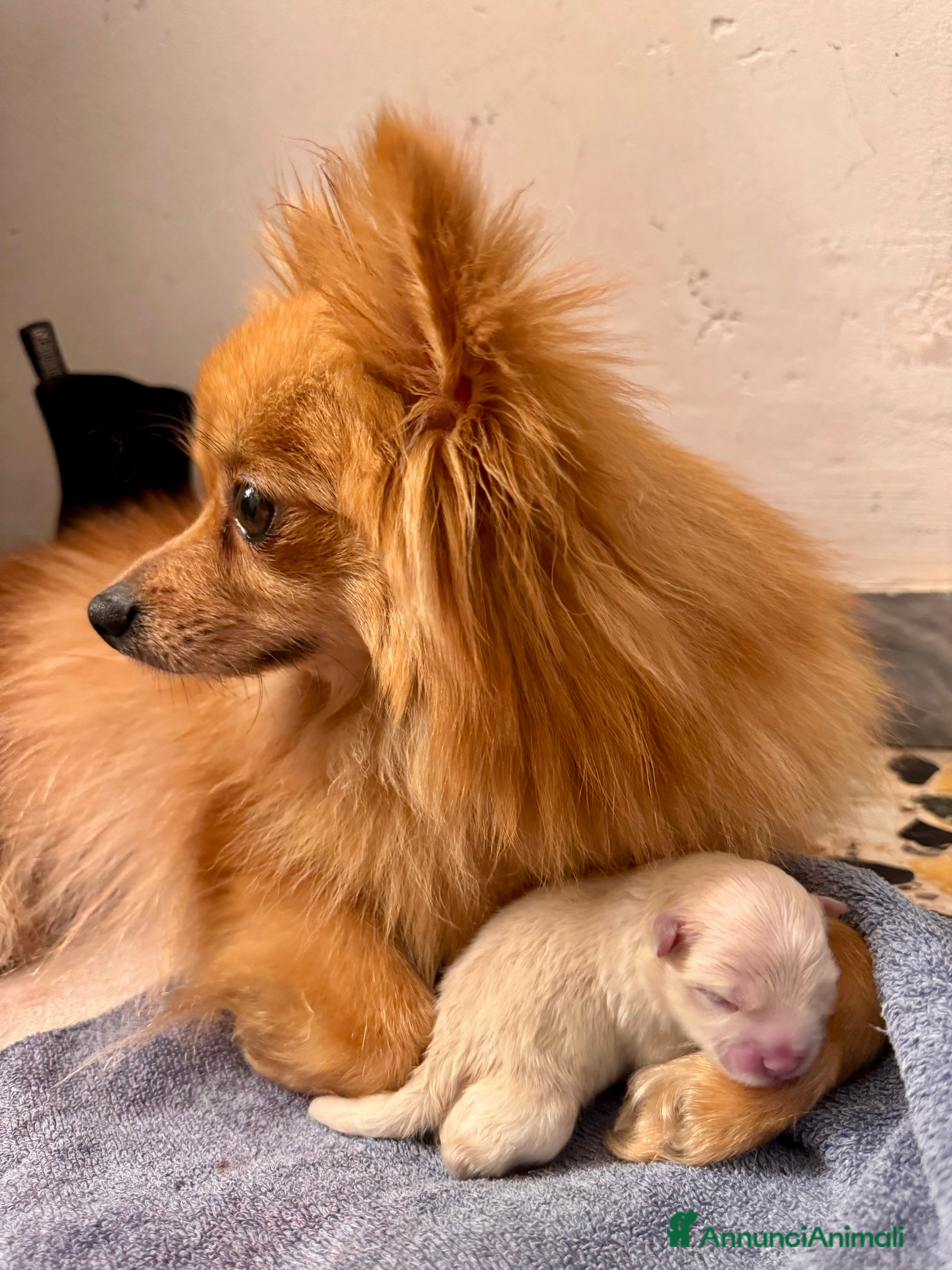 Volpino Pomerania cani Volpini - Annuncio 6