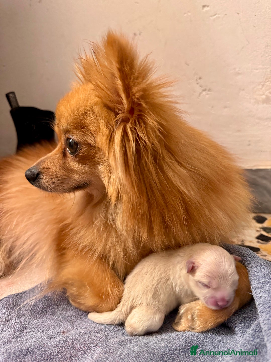 Volpino Pomerania cani in vendita: Volpini - Annuncio 1