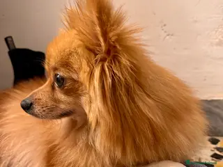 Volpino Pomerania cani Volpini - Annuncio 4