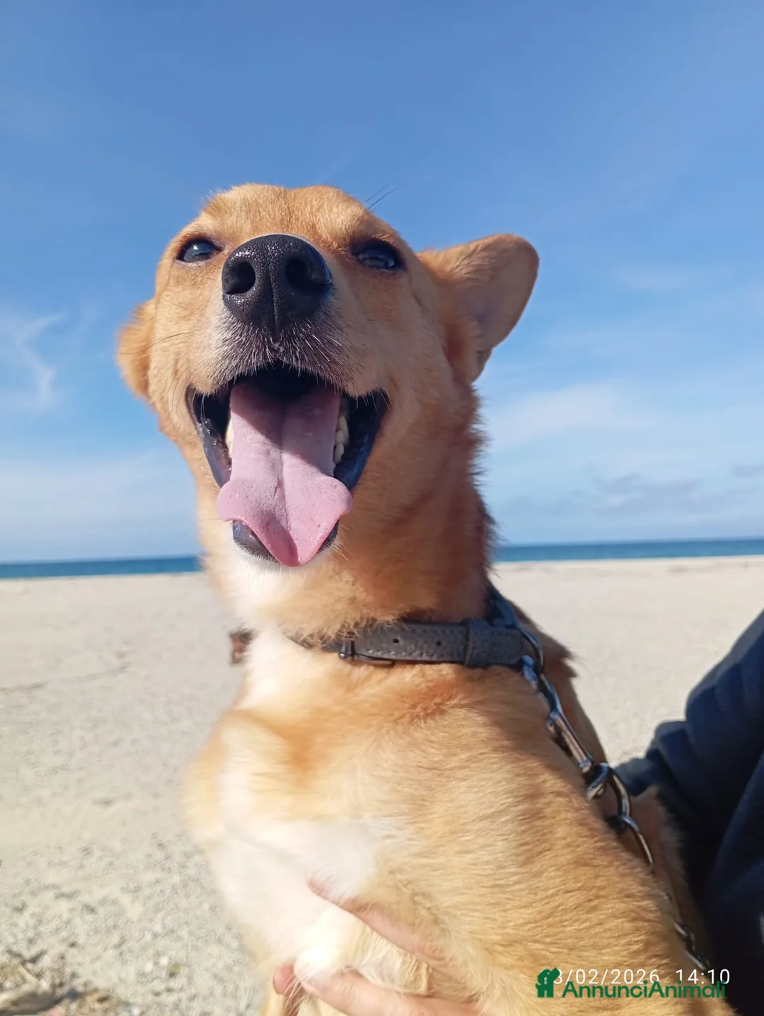 Meticcio cani in regalo: NINO TAGLIA PICCOLA  - Annuncio 6