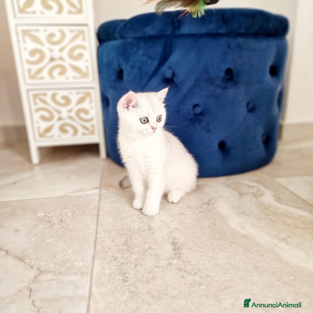 Scottish gatti in vendita: Scottish  - Annuncio 11