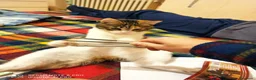 Europeo gatti in regalo: Gatta tricolore da adottare - Annuncio 10
