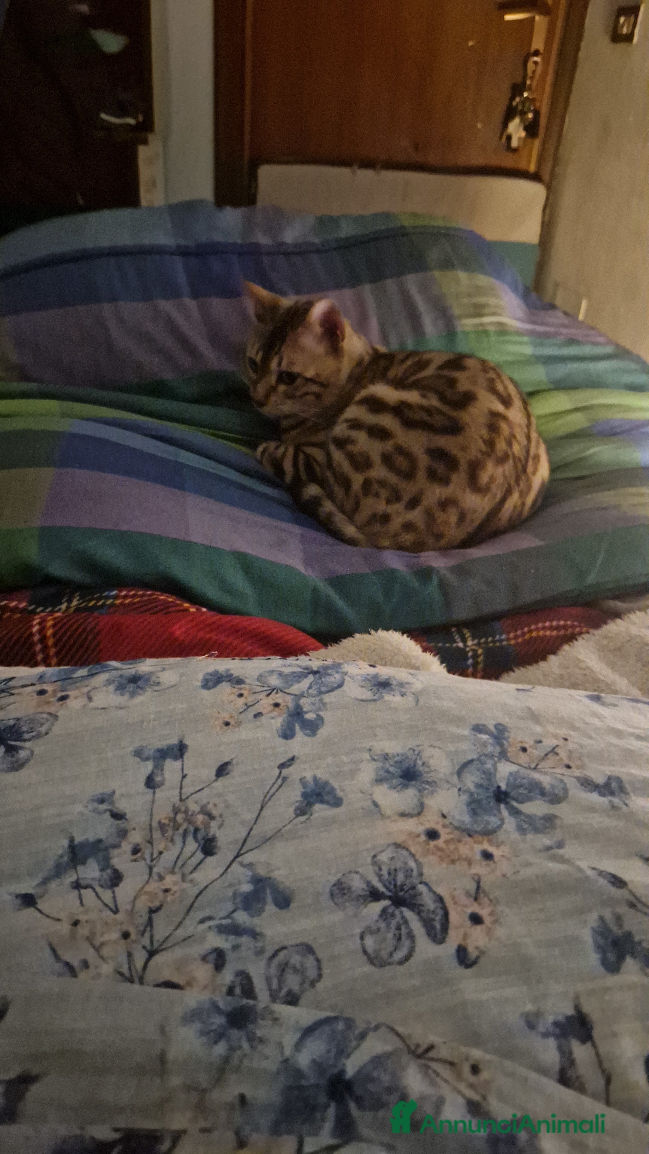 Bengala gatti Bengala maschio cerca gatta per accoppiamento a Provincia di Lodi - Annuncio 2