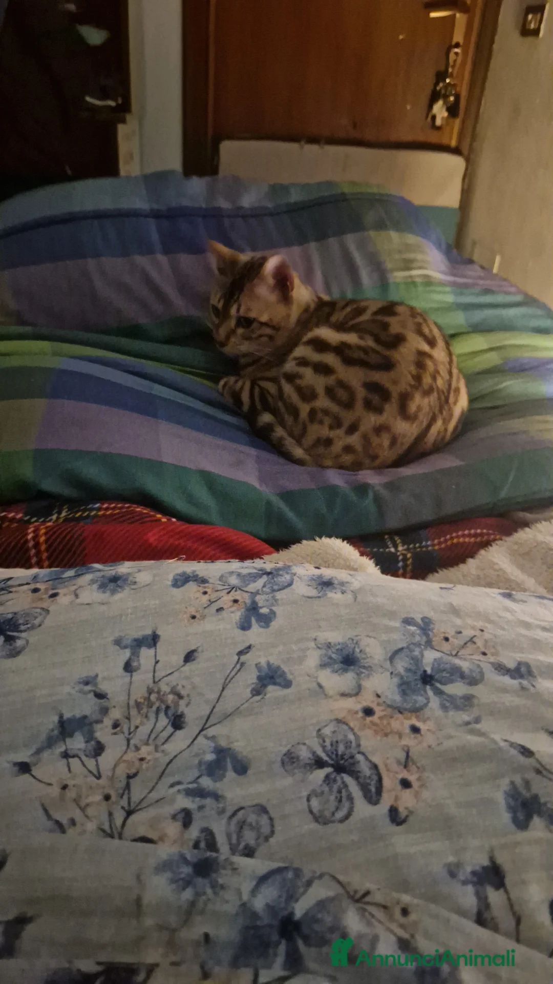 Bengala gatti per accoppiamento: Bengala maschio cerca gatta per accoppiamento a Provincia di Lodi - Annuncio 2