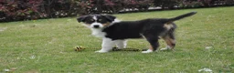 Australian Shepherd cani in vendita: Cucciola Australian Shepherd - Annuncio 3