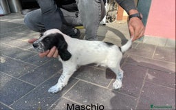 Setter Inglese cani in vendita: Cuccioli setter inglese  - Annuncio 2