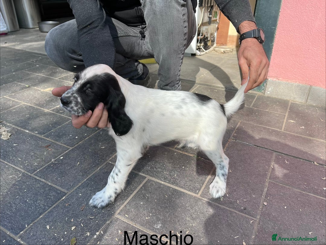 Setter Inglese cani in vendita: Cuccioli setter inglese  - Annuncio 2