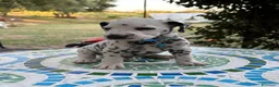 Dalmata cani in vendita: Cuccioli di Dalmata - Annuncio 8
