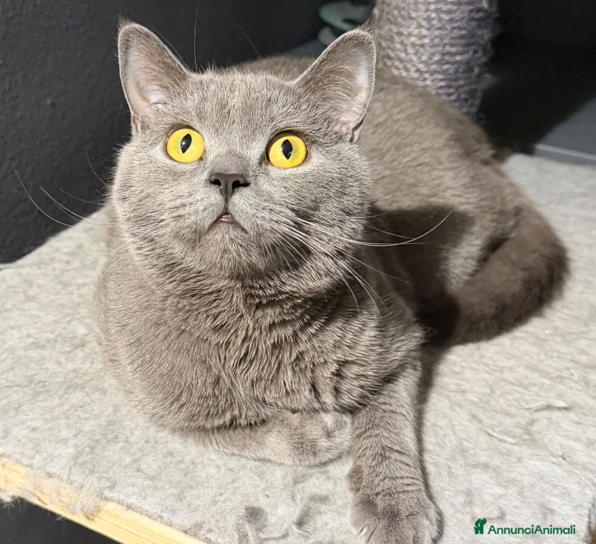 British gatti VENDITA BRITISH SHORTHAIR - Annuncio 4