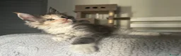 Maine Coon gatti in vendita: Maine coon con pedigree  - Annuncio 4