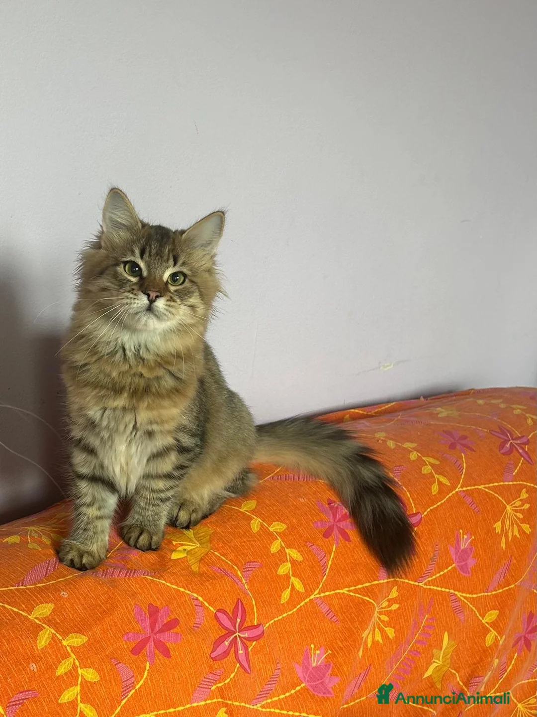 Siberiano gatti in vendita: 2 cucciole di Siberiano - Annuncio 2
