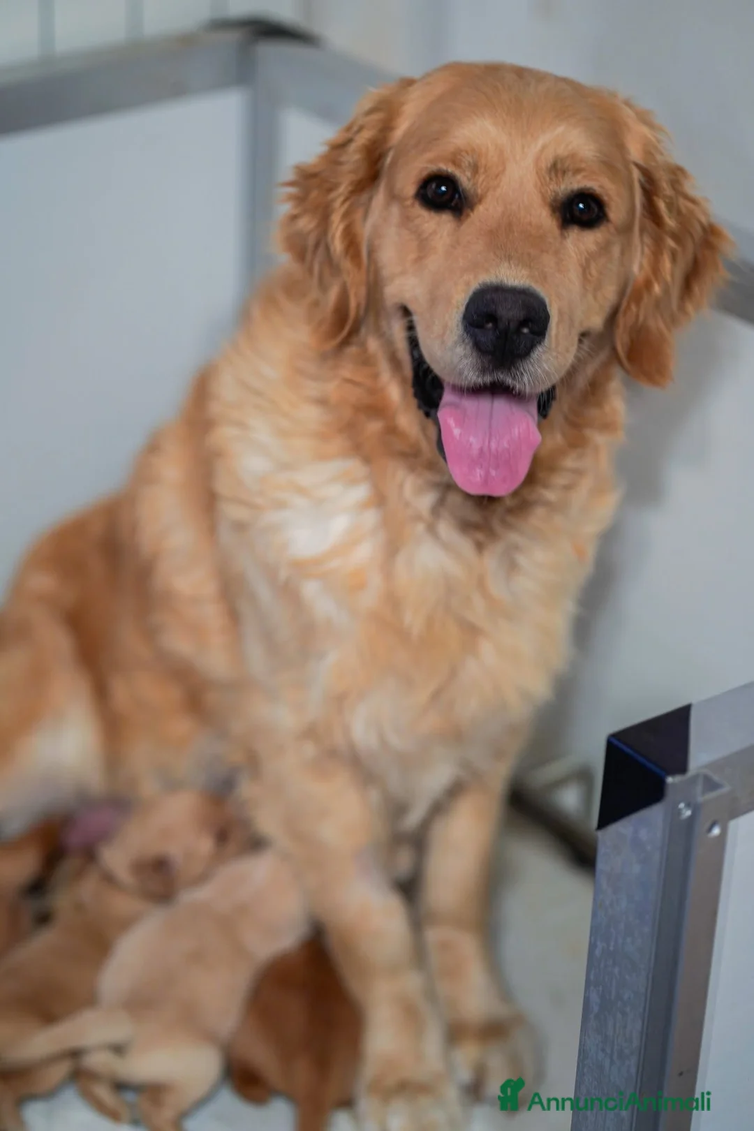 Golden Retriever cani in vendita: Cucciolo maschio Golden retriever - Annuncio 2