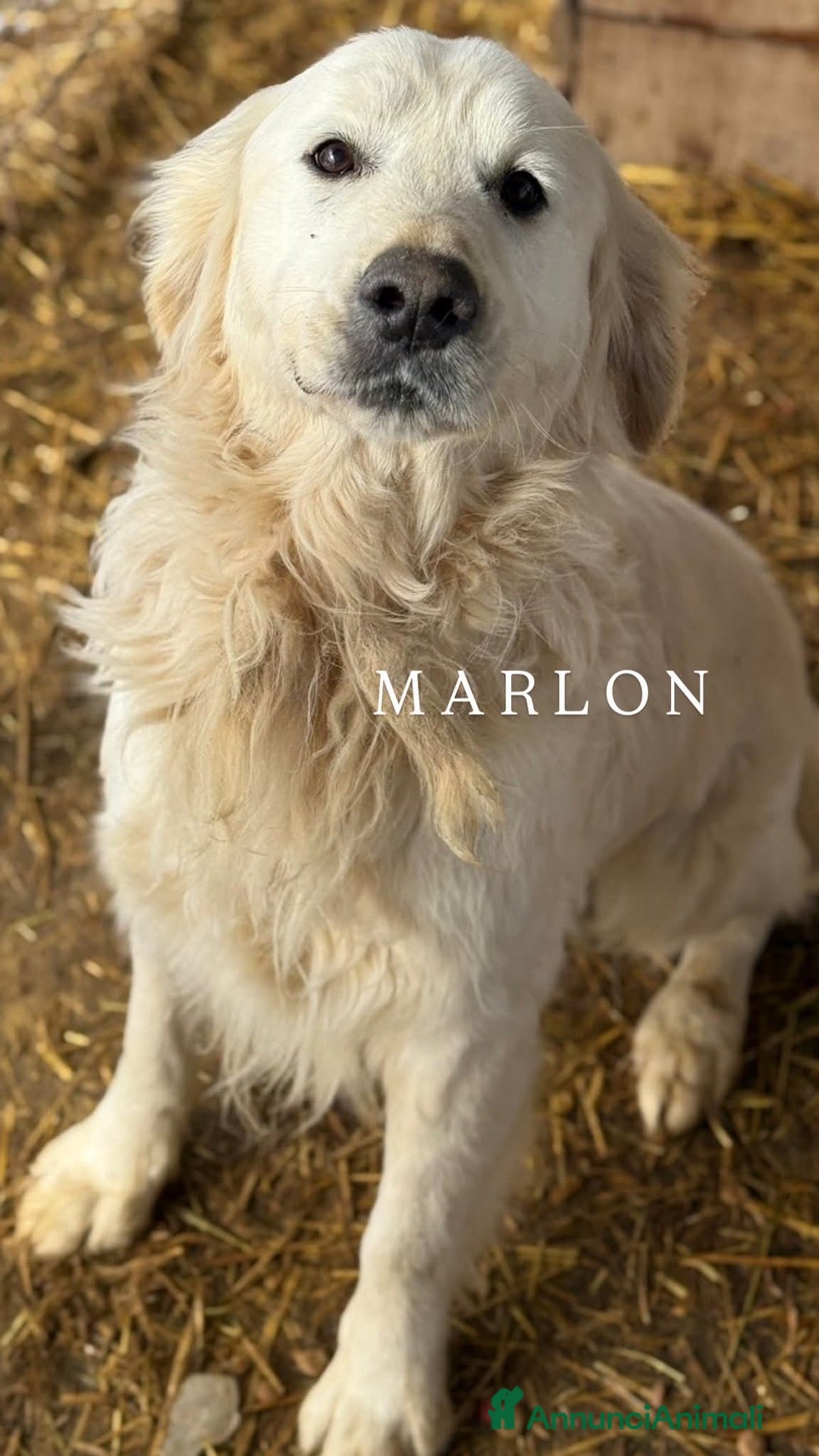 Golden Retriever cani in regalo: MARLON, magnifico mix GOLDEN RETRIEVER! - Annuncio 6