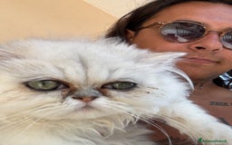 Persiano gatti in vendita: Vendesi SPLENDIDO PERSIANO PURO, 5 mesi di vita. a Provincia di Caserta - Immagine 5